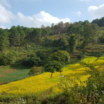 Campos